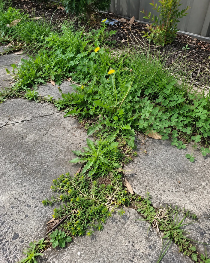 Driveway cracks, front of house. before